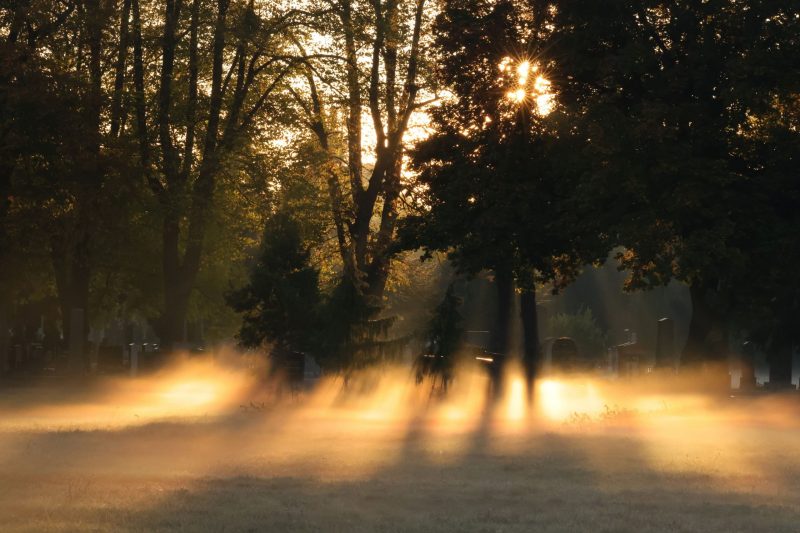 Morgenstimmung am Zentralfriedhof