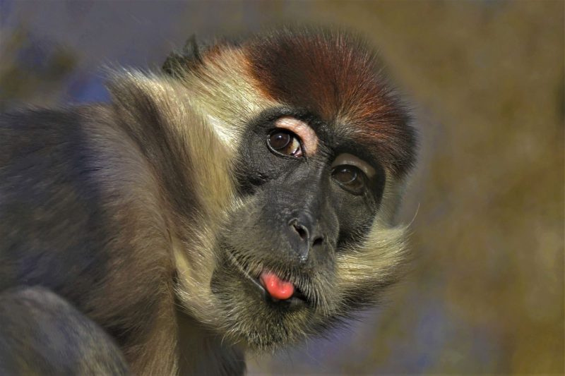 Affe streckt die Zunge heraus