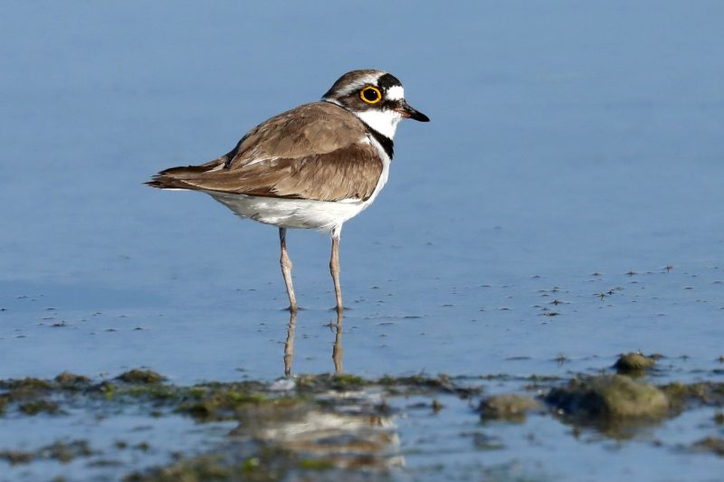 Flussregenpfeifer steht im Wasser