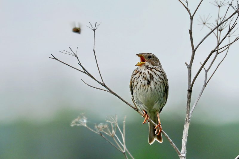 Grauammer sitzt auf einem Ast