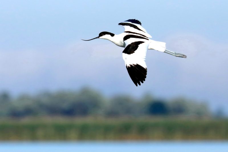 Säbelschnäbler im Flug